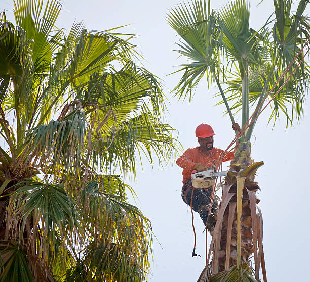 The Steps Involved in Our Tree Care Process in Sun Valley, ID